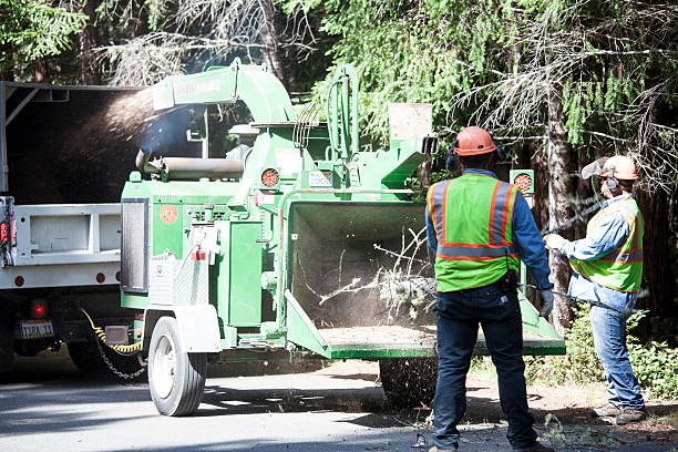 Best Tree Cabling and Bracing  in Fox Chapel, PA