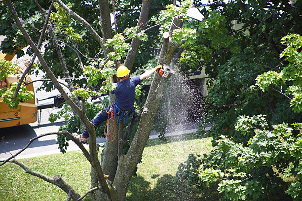 Best Tree Preservation Services  in Fox Chapel, PA