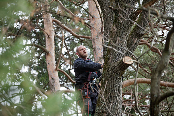 How Our Tree Care Process Works  in  Fox Chapel, PA
